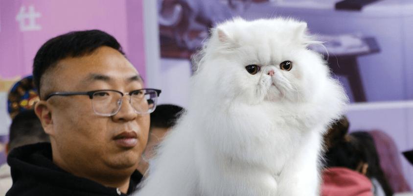 猫咪眼睛流泪的原因及处理方法（解决猫咪眼泪过多的困扰，让它重获明亮清澈的双眸）
