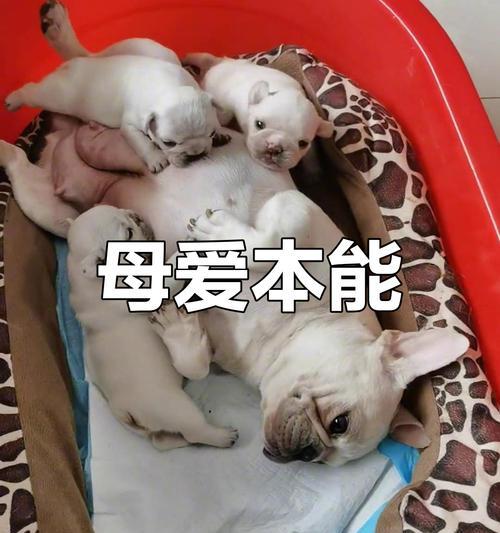 狗狗喝奶的时间有哪些？（揭秘狗狗吃奶的每日时间安排及关键考量）