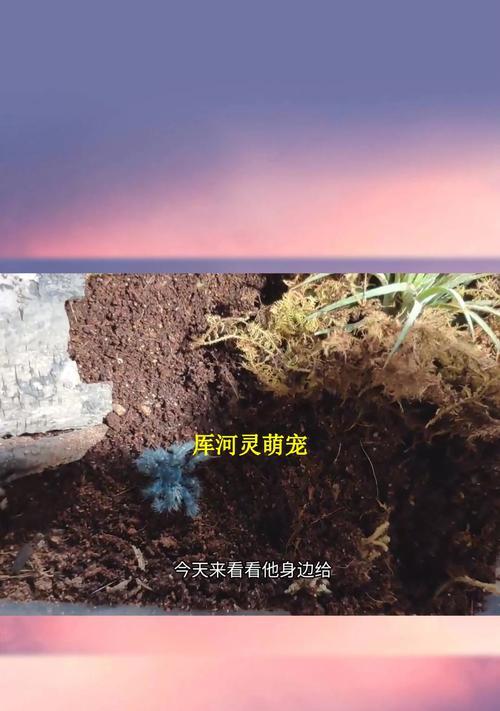 鸟蛛异宠饲养知识大揭秘（温度、湿度、光照对鸟蛛养殖的重要作用及调控方法）