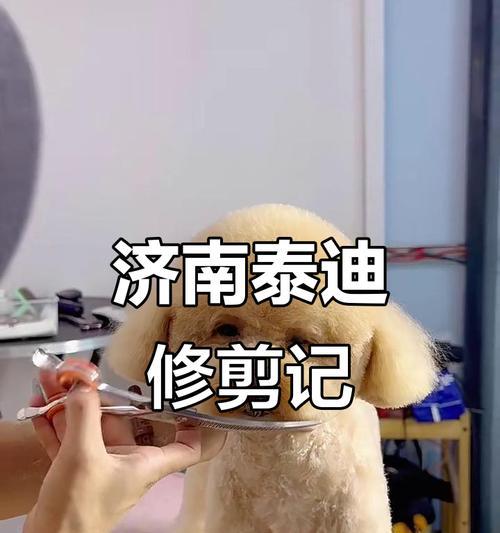 泰迪狗剪毛的最佳时机及注意事项（泰迪狗毛发修剪的时间、频率和技巧）