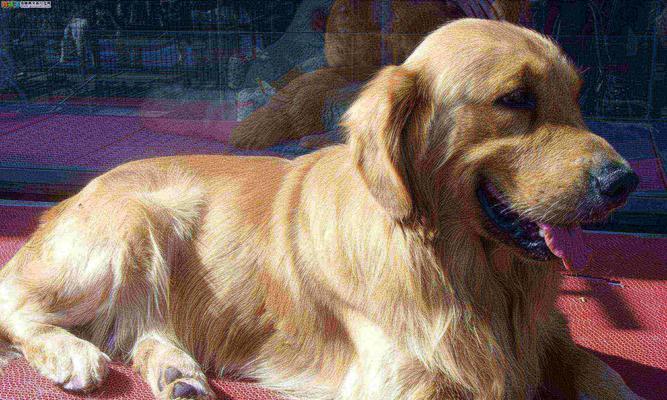 金毛犬的适宜销售时间及注意事项（合理掌握金毛销售时机，确保宠物健康幸福）