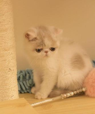 宠物猫的排便频率及健康管理（探秘宠物猫拉粪便的时间间隔以及如何维护其健康）