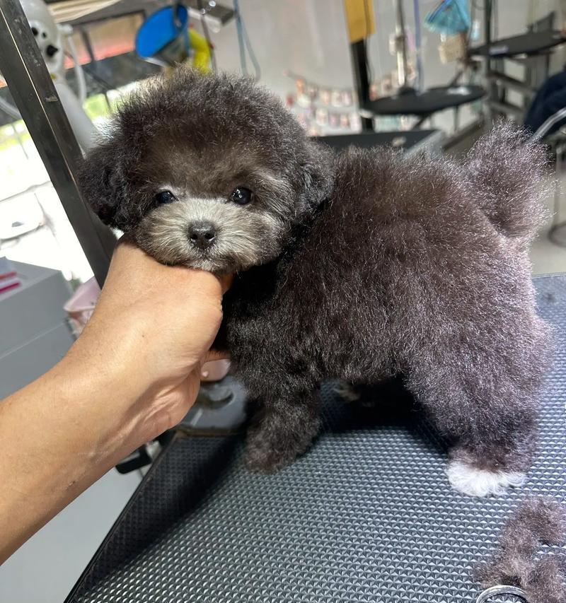 博美茶杯犬的寿命究竟有多久？（揭秘博美茶杯犬的长寿秘诀与健康保养关键）