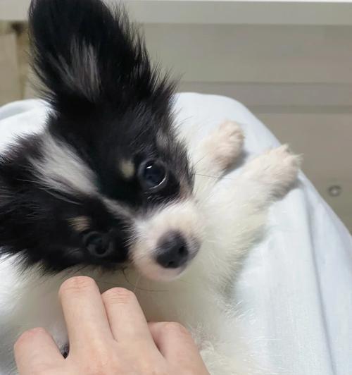 蝴蝶犬的生育周期及繁殖特点（了解蝴蝶犬的繁殖周期与饲养技巧）