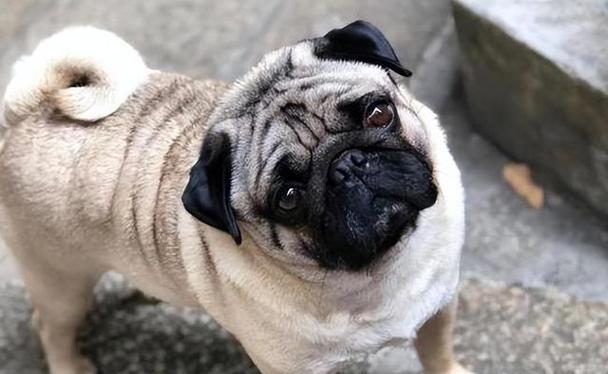 为什么不建议养巴哥犬？（巴哥犬的缺点及养犬需谨慎）