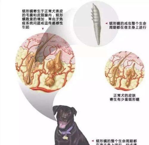狗垂液狂犬病在水中的生存时间（探究狗垂液狂犬病毒在不同水体环境中的存活能力）