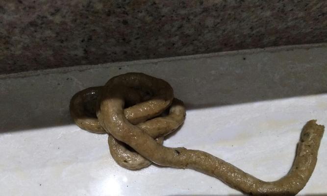 小泰迪的排便频率（解析小泰迪排便周期及如何维持健康排便）