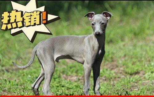 揭秘宠物小格力犬的价格（探究4大因素影响小格力犬价格，帮你了解购买成本）
