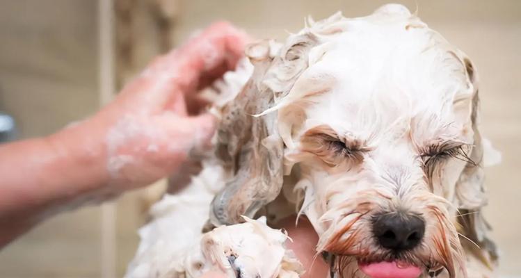 冬季护理泰迪犬脚掌的三种正确方法（让你的宠物泰迪犬在冬天不再受罪）