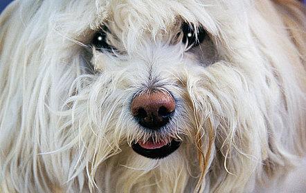以梗毛犬（了解以梗毛犬的品种和个性，探索它们的独特魅力）