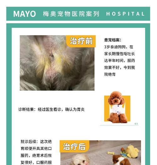 小泰迪肠胃炎的康复时程（探讨小泰迪肠胃炎的恢复时间和相关治疗）