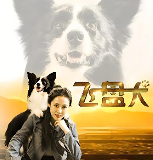 专业的飞盘狗（飞盘狗）