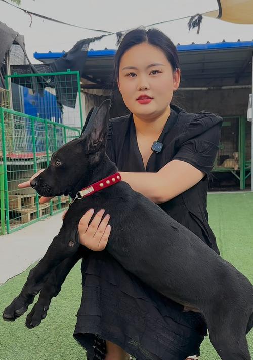 黑狼的成长周期及特点（探究黑狼成年的时间和生长过程）