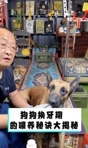 如何解决狗狗对你爱答不理的问题？（两招教你劝诱狗狗集中注意力，狗狗乖乖听话）
