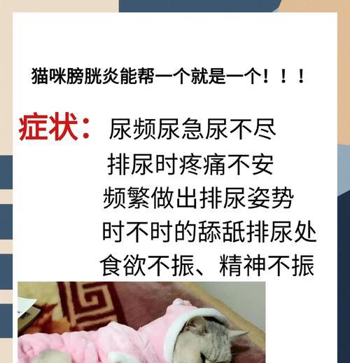 猫咪肾病防治宝典（三大预防措施保护猫咪肾脏健康）