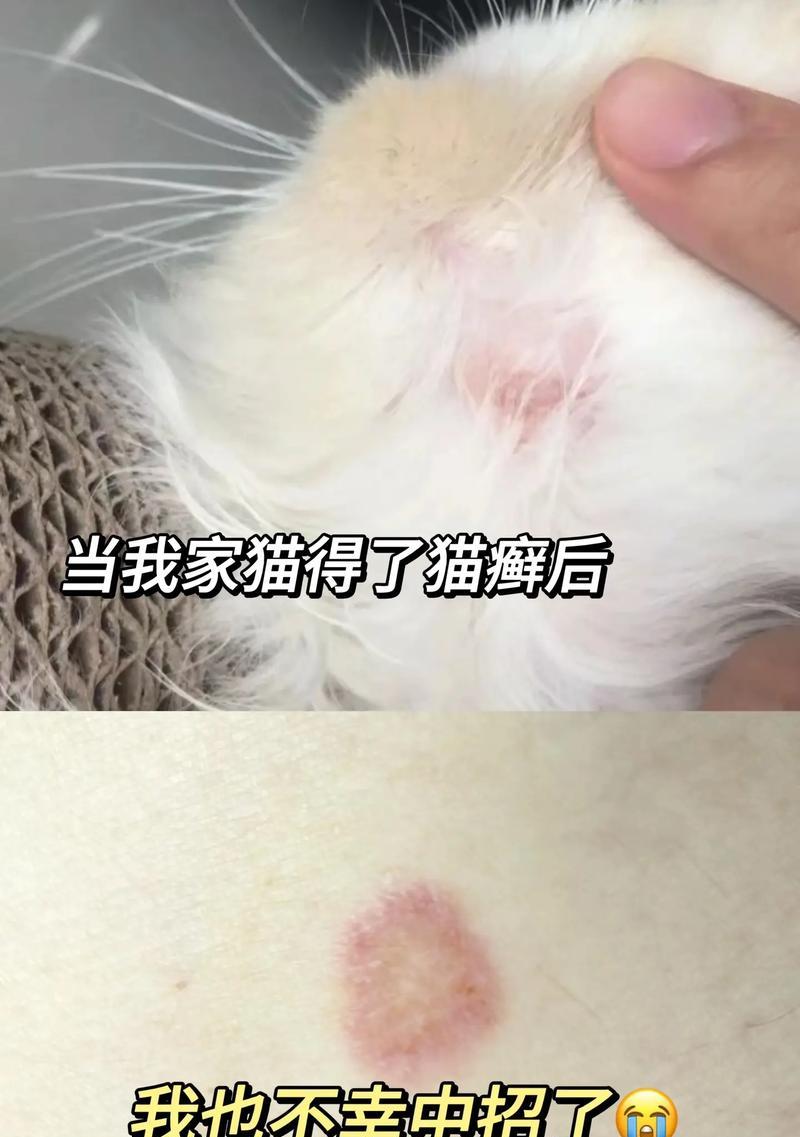 猫癣的症状、诊断和治疗方法全面分析（详细了解猫癣的症状、如何进行准确诊断和有效治疗）