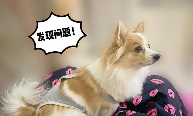 狗吃完东西后多久拉屎的时间间隔及原因（狗的消化系统运作及饮食习惯）