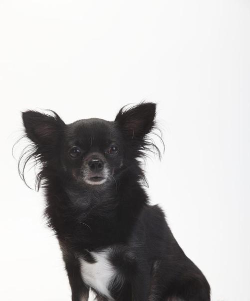 黑色长毛小型犬（探索黑色长毛小型犬的独特魅力及养护要点）