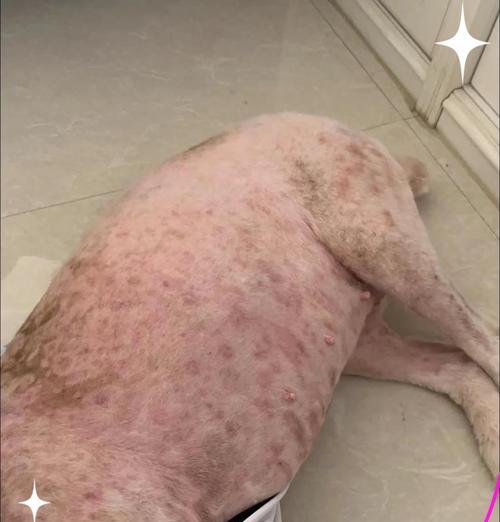 治疗法斗真菌皮肤病的有效方法（根治法斗真菌皮肤病的终极解决方案及关键技巧）