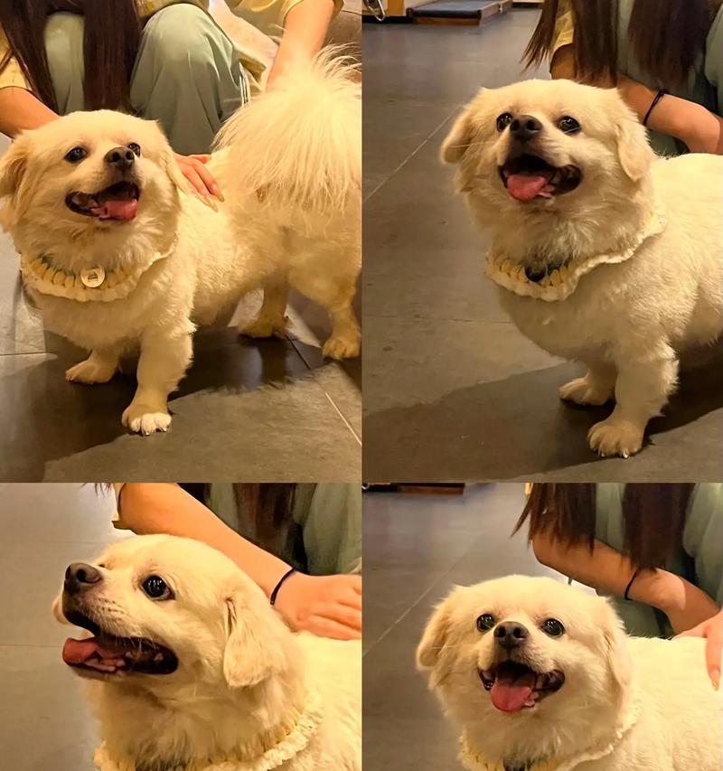 京巴犬的寿命（了解京巴犬的生命长度与相关关键因素）