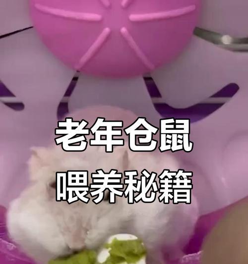 仓鼠喂食频率对健康的影响（科学确定仓鼠喂食时间，关注宠物健康）