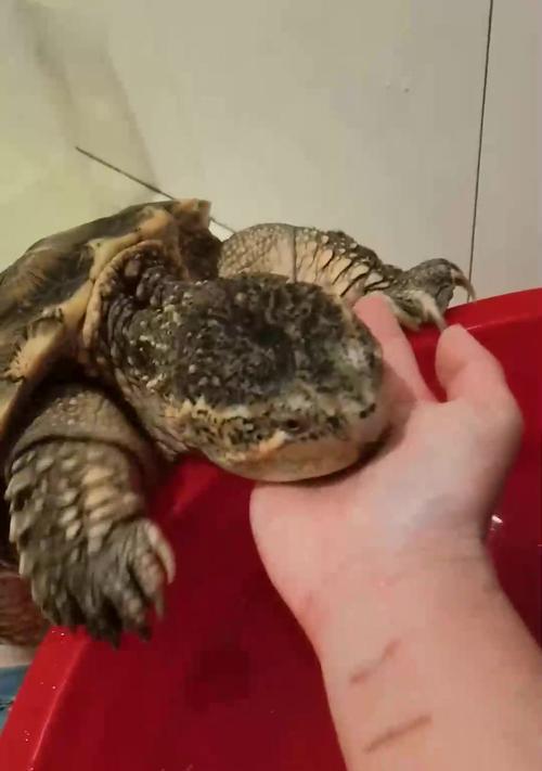 乌龟养护之正确的换水频率（一天一水，宠物乌龟的健康保障）