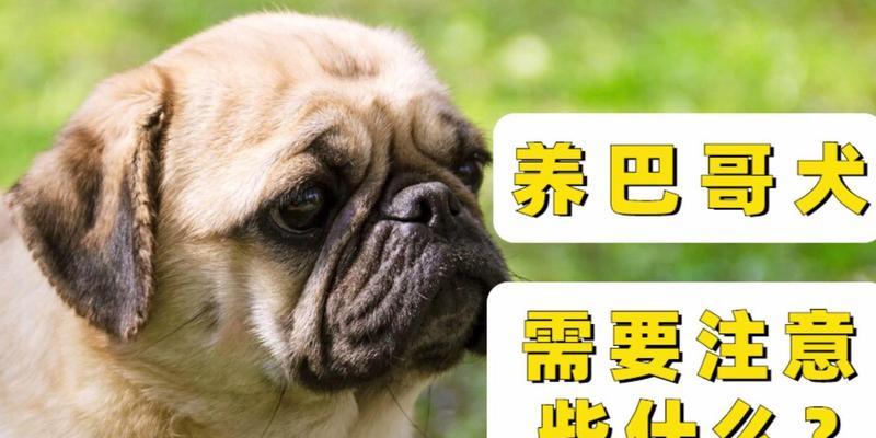 养巴哥犬的注意事项（巴哥犬寿命长吗？养护与喂养要点解析）