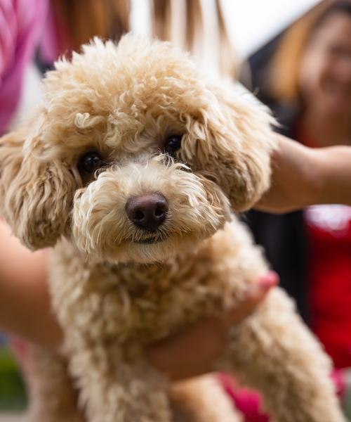 泰迪犬的旺盛叫声与频率（泰迪犬叫声探秘——频率、原因与管理）