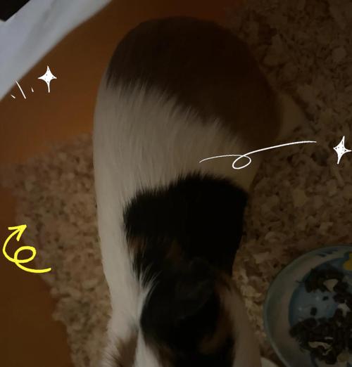 荷兰猪怀孕期间肚子变大的时间节点（荷兰猪怀孕肚子变大的原因和特征）