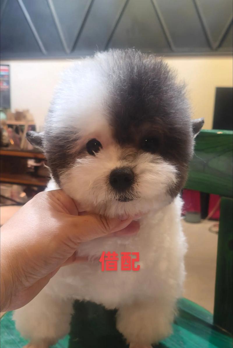 购买纯种泰迪的预算及注意事项（了解纯种泰迪价格，为爱宠的到来做好准备）