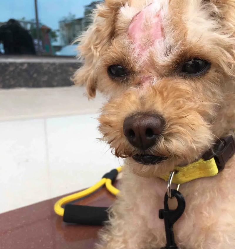 泰迪犬真菌皮肤病治疗方法（一起了解如何治疗和预防泰迪犬真菌皮肤病）
