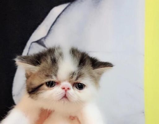 饲养猫咪（揭秘养猫成本与省钱秘籍）