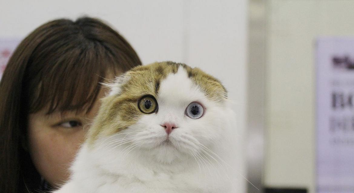 如何选购折耳猫？（技巧与品相要点）