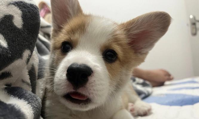 柯基一夜掉价，养狗人数减少的原因（探究柯基犬市场降温背后的原因，了解人们减少养狗的心态变化）
