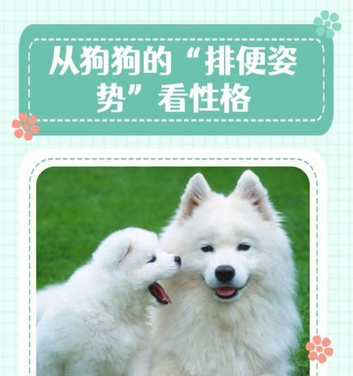 狗狗进食后多久排便？找出！（探索狗狗饮食与排便之间的时间关系，了解它的身体需要。）