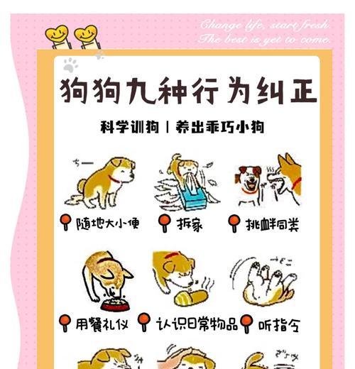 如何教会狗狗定点大小便（让你的狗狗告别乱拉屎，快来学习吧！）