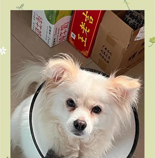 狗狗的第一次月经（月经到底是什么？狗狗第一次来潮多久？）