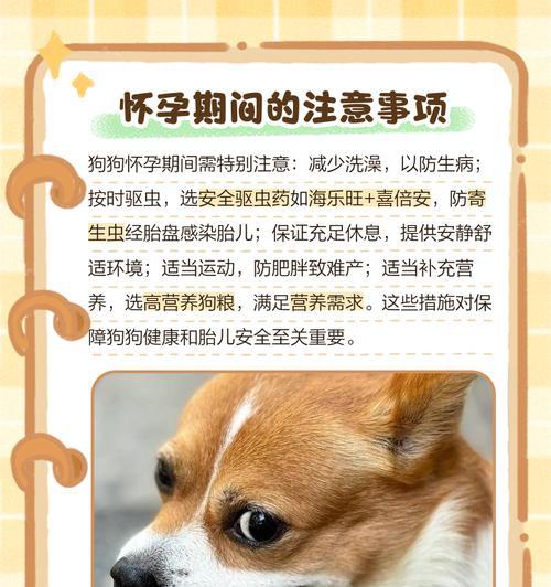 狗怀孕食物注意事项（保障宠物健康，合理安排饮食）