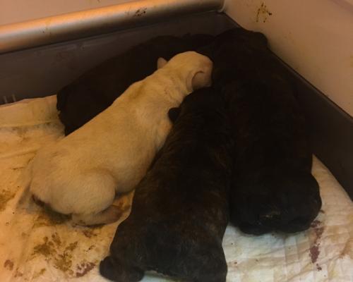 法斗产仔后多久开始喂奶？（探究幼犬喂养的最佳时间和方式）
