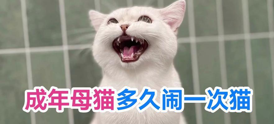 母猫下一次崽的周期及关键因素（了解猫妈妈的生育周期，促进宝宝健康成长）