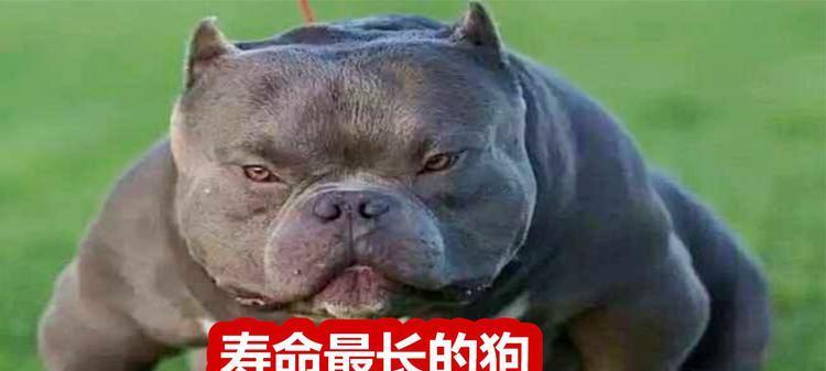 家狗的寿命有多长？（探索家狗寿命的关键因素及如何延长其寿命）