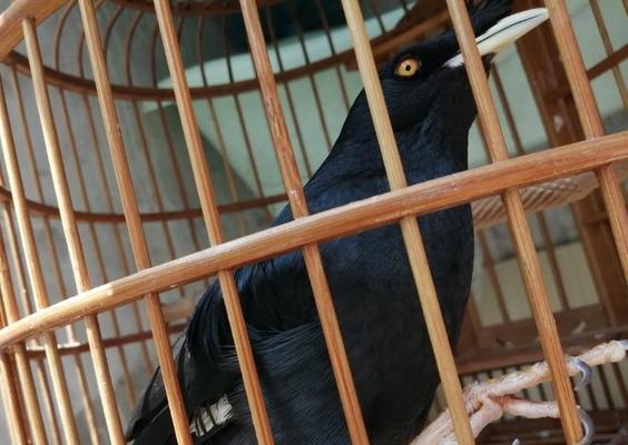 培养可爱八哥的秘诀（驯养、繁殖与喜爱之道）