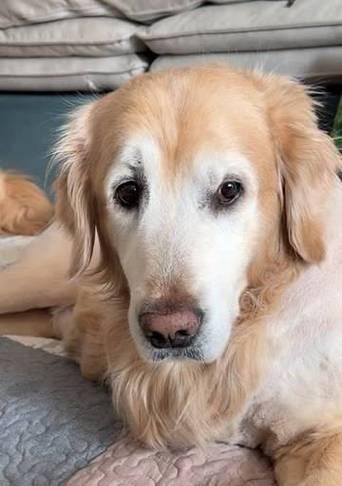 金毛犬剃毛后需要多久才能长好？（剃毛对金毛犬皮肤和毛发的影响及恢复时间）