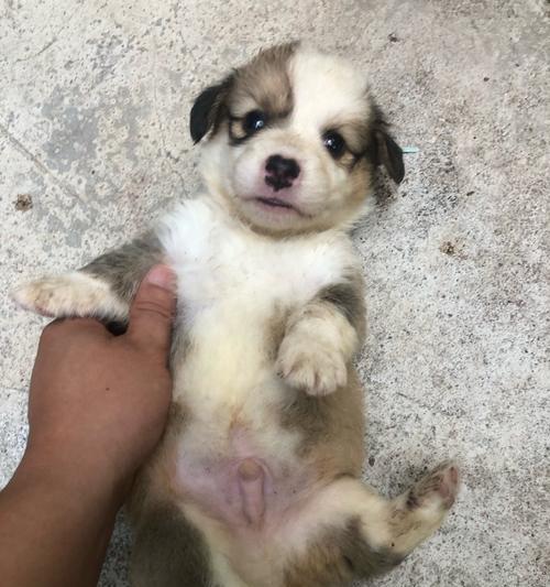 纯种柯基犬的价格分析（了解柯基犬的市场行情及价格变动趋势）