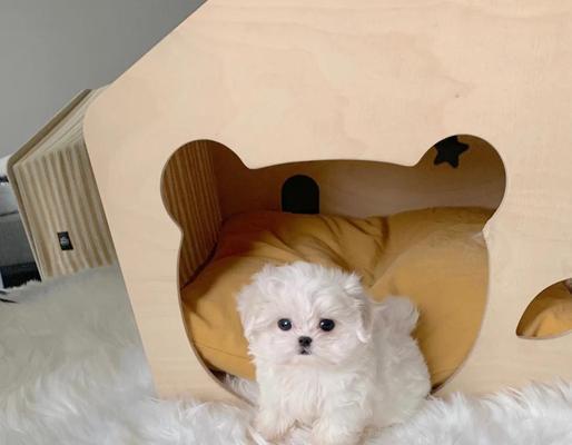 马尔济斯犬的七大优点（拥有马尔济斯犬，生活无忧又开心）