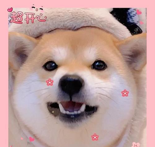 柴犬的常见颜色（探索柴犬四种主要毛色）