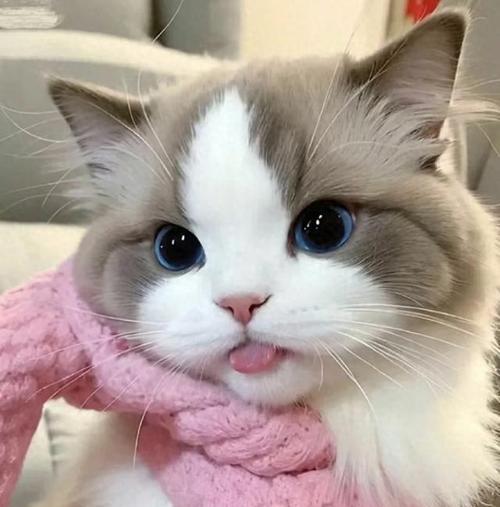 仙女猫布偶（探索布偶猫的可爱与温柔，彰显独特魅力）