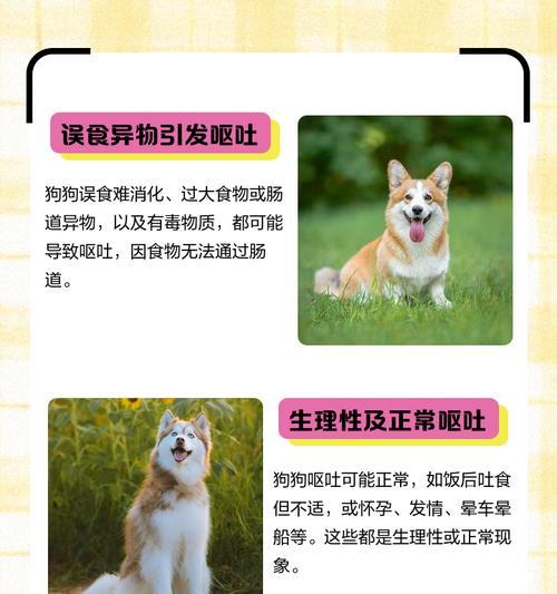 狗狗呕吐的原因及应对方法（宠物狗为何呕吐，如何帮助它们恢复健康？）