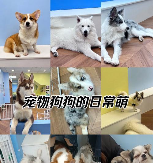 柯基怀孕多久可以观察到明显的体征（揭秘柯基怀孕周期及体征变化，了解宠物妈妈的身体变化）