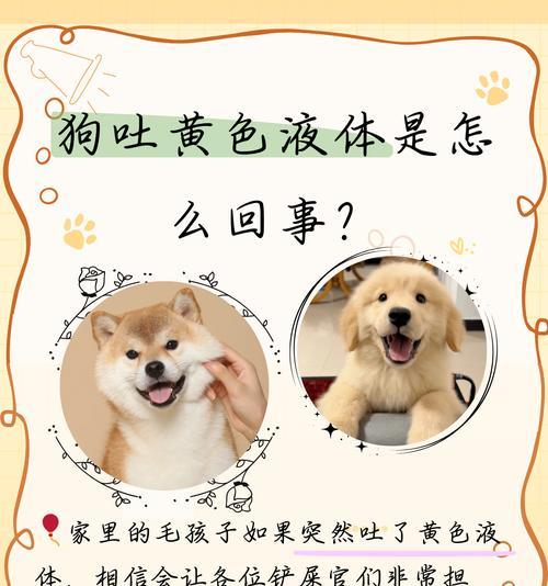 小狗吐后多久可以进食？（探究小狗吐后的饮食恢复时间及注意事项）